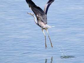 鳝鱼养殖技术视频，入门指南与实践操作  鳝鱼养殖技术视频