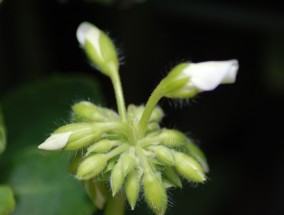 芍药花的养殖方法与技巧  芍药花的养殖方法