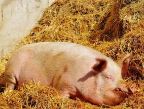 肉食鸡养殖方法  肉食鸡养殖方法