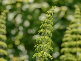 生姜的种植方法及注意事项  生姜怎么种植方法