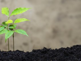 水草养殖场，绿色生态的繁荣之源  水草养殖场