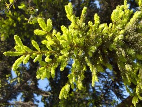 桂花树在北方的种植适应性探讨  桂花树适合北方种植吗