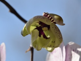 兰草花的养殖方法与技巧  兰草花怎么养殖