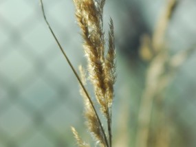 沙地适合种植的植物与作物研究  沙地适合种植什么