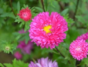 荔浦园林花卉，自然之美与艺术之韵的完美结合  荔浦园林花卉