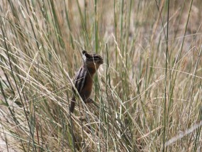 泥鳅养殖方法，从入门到精通  泥鳅养殖方法