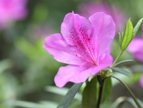 紫花苜蓿种植，一种高效益的经济作物栽培与管理  紫花苜蓿种植