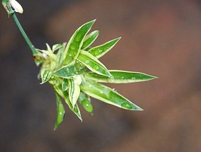 种植络腮胡的艺术与技巧  种植络腮胡