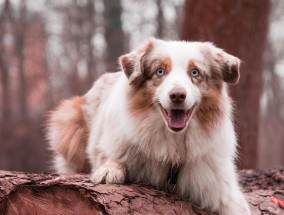 牧羊犬养殖基地，探索与培育优质牧羊犬的乐园  牧羊犬养殖基地