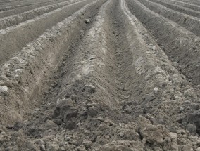 蘑菇养殖基地，繁荣生态，培育希望  蘑菇养殖基地