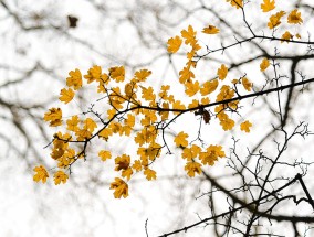 徐州铜山天气，多彩的季节画卷  徐州铜山天气