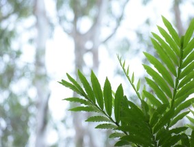 易种植的植物，绿色生活的理想选择  易种植的植物