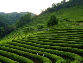 高桥茶叶批发，传统与现代的交融之地  高桥茶叶批发