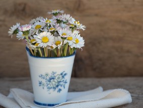 家里花园的艺术写真，自然与生活的完美融合  家里花园艺术写真