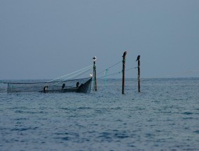 贝扇养殖，探索海洋经济的新领域  贝扇养殖