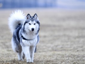 巨骨舌鱼养殖基地，探索与发现  巨骨舌鱼养殖基地