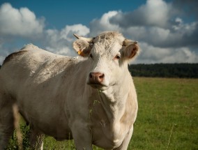 肉牛养殖保险，保障产业稳健发展的关键因素  肉牛养殖保险