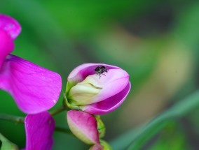 豌豆芽苗菜种植方法详解  豌豆芽苗菜种植方法