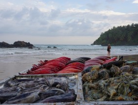 水殖养殖视频，探索现代水产养殖技术的新纪元  水殖养殖视频