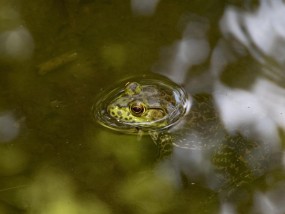 牛蛙禁止养殖，保护生态平衡的必然选择  牛蛙禁止养殖