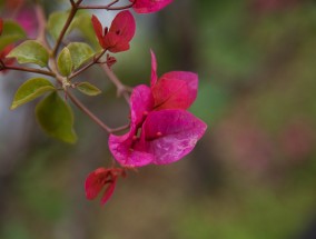 茶花树的养殖方法与技巧  茶花树的养殖方法