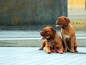 捷克犬保险购买指南  捷克犬怎么购买保险