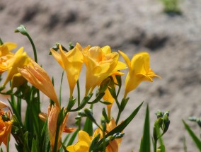 园艺浇花盆栽神器——打造优雅花园的必备利器  园艺浇花盆栽神器