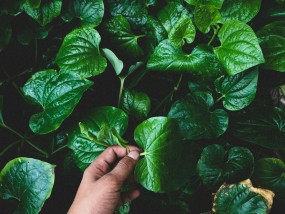 盆栽蔬菜种植技术，绿色生活的艺术化实践  盆栽蔬菜种植技术