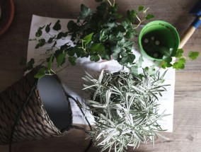 多肉植物种植指南，从入门到精通  怎么种植多肉植物