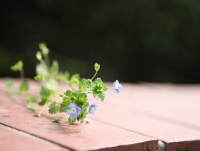 李清照花卉，绽放的宋词之美  李清照花卉