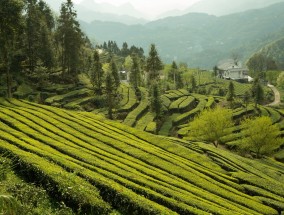 浙茶集团股票，探索茶叶产业的金融之路  浙茶集团股票