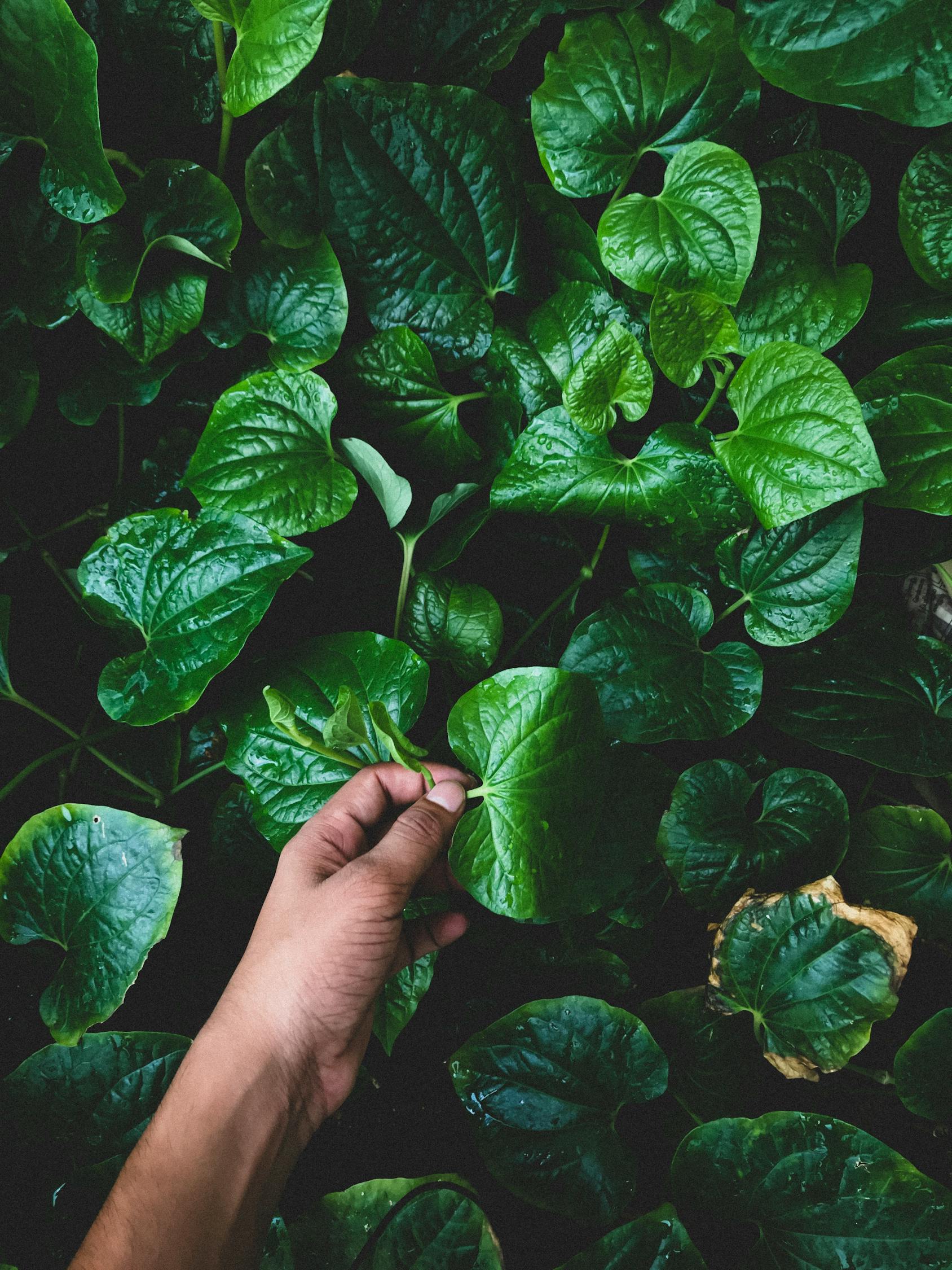 盆栽蔬菜种植技术，绿色生活的艺术化实践  盆栽蔬菜种植技术