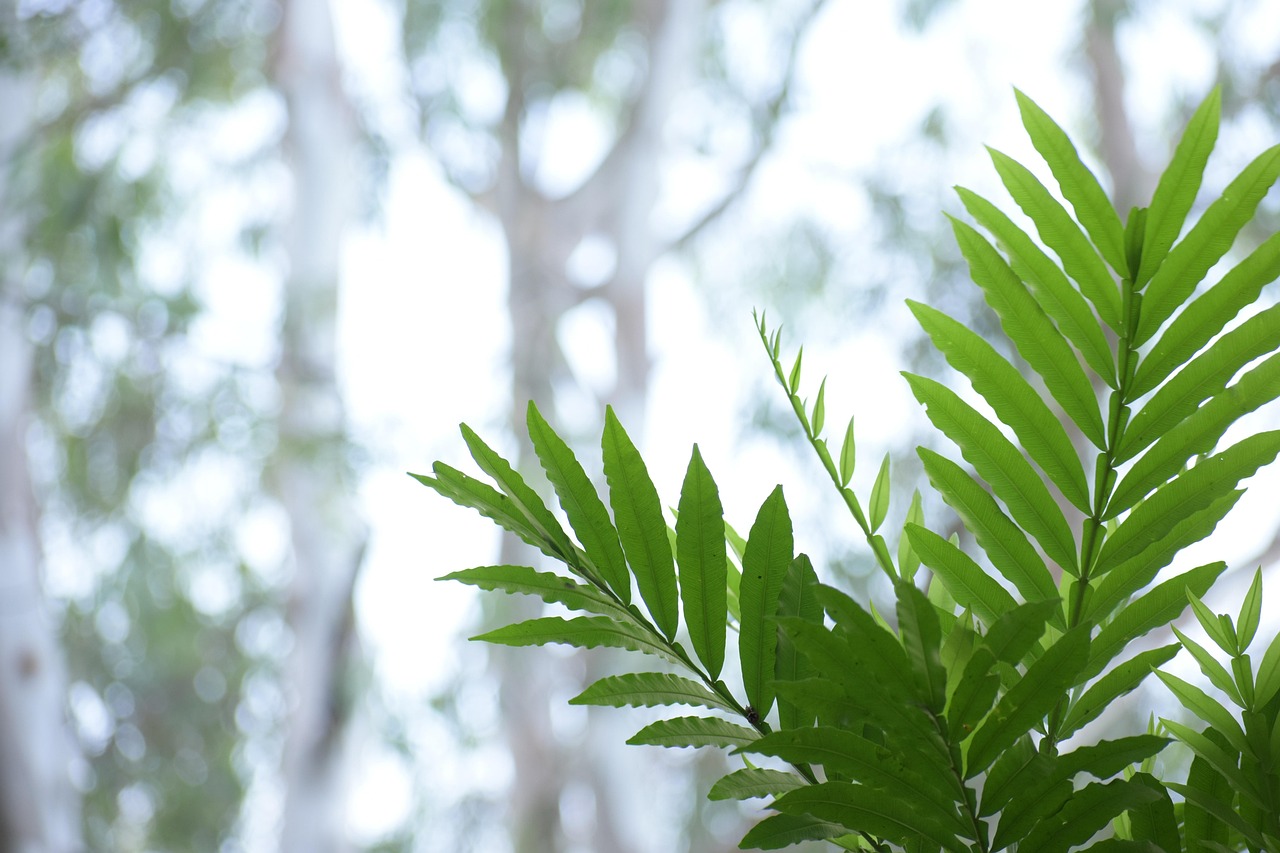 易种植的植物，绿色生活的理想选择  易种植的植物