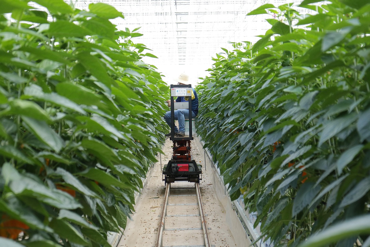 大棚草莓种植技术与管理  大棚草莓种植技术与管理