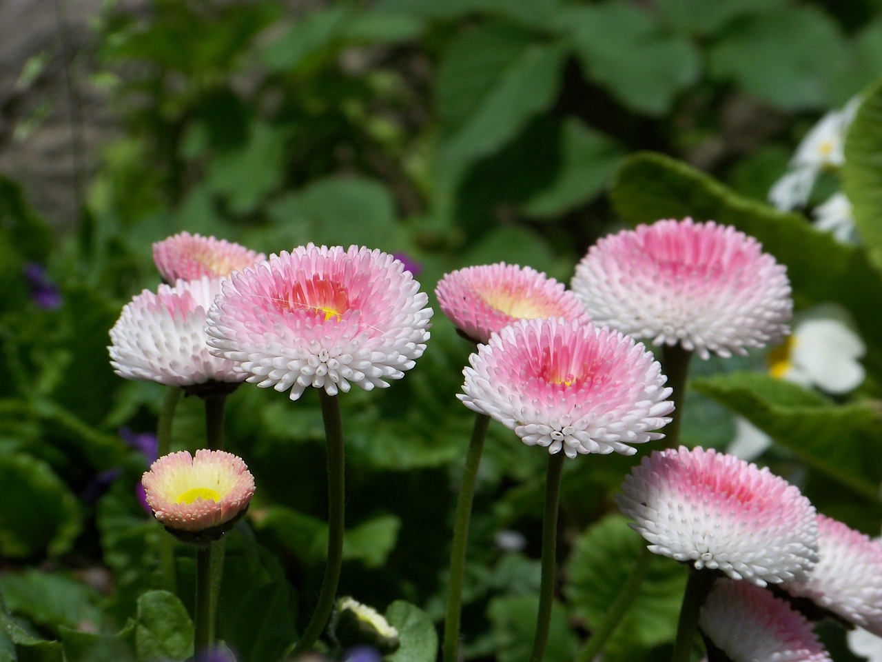 春之梵花卉园艺，绽放的艺术与生活的交融  春之梵花卉园艺