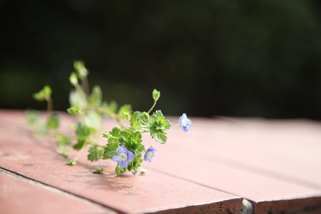 李清照花卉，绽放的宋词之美  李清照花卉