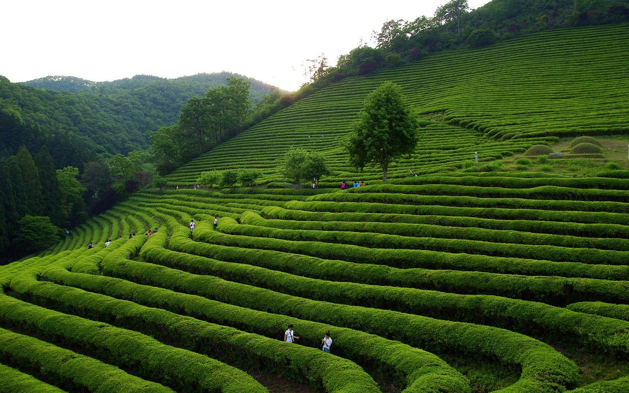 高桥茶叶批发，传统与现代的交融之地  高桥茶叶批发