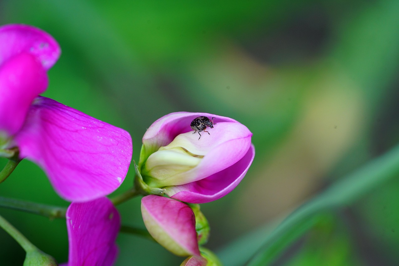 豌豆芽苗菜种植方法详解  豌豆芽苗菜种植方法