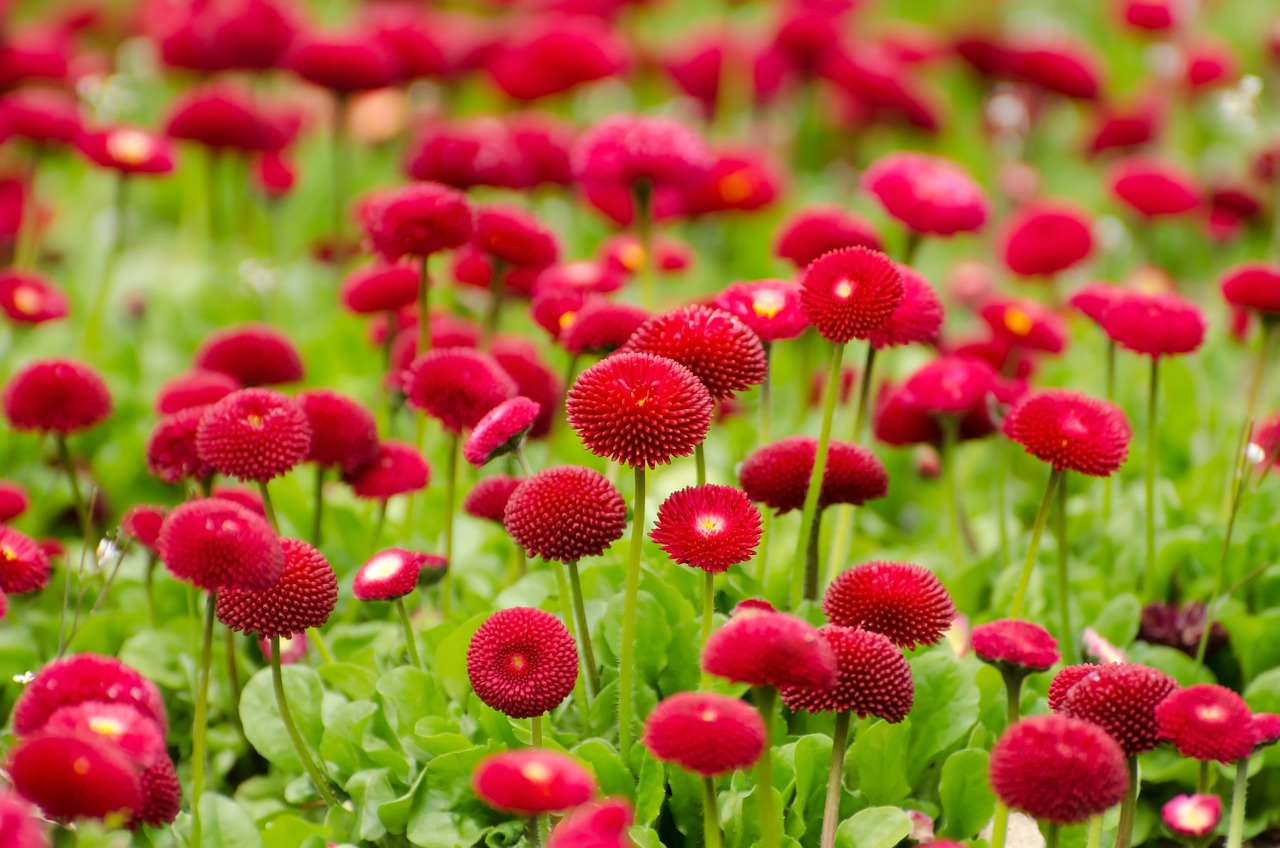 蜜匠园艺营养土，培育植物的秘密武器  蜜匠园艺营养土