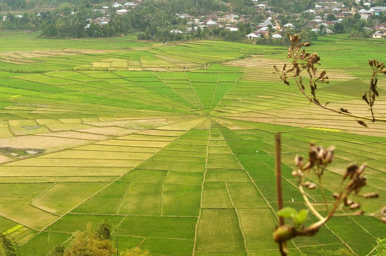 金耳菌种植基地，繁荣生态与经济效益的完美结合  金耳菌种植基地