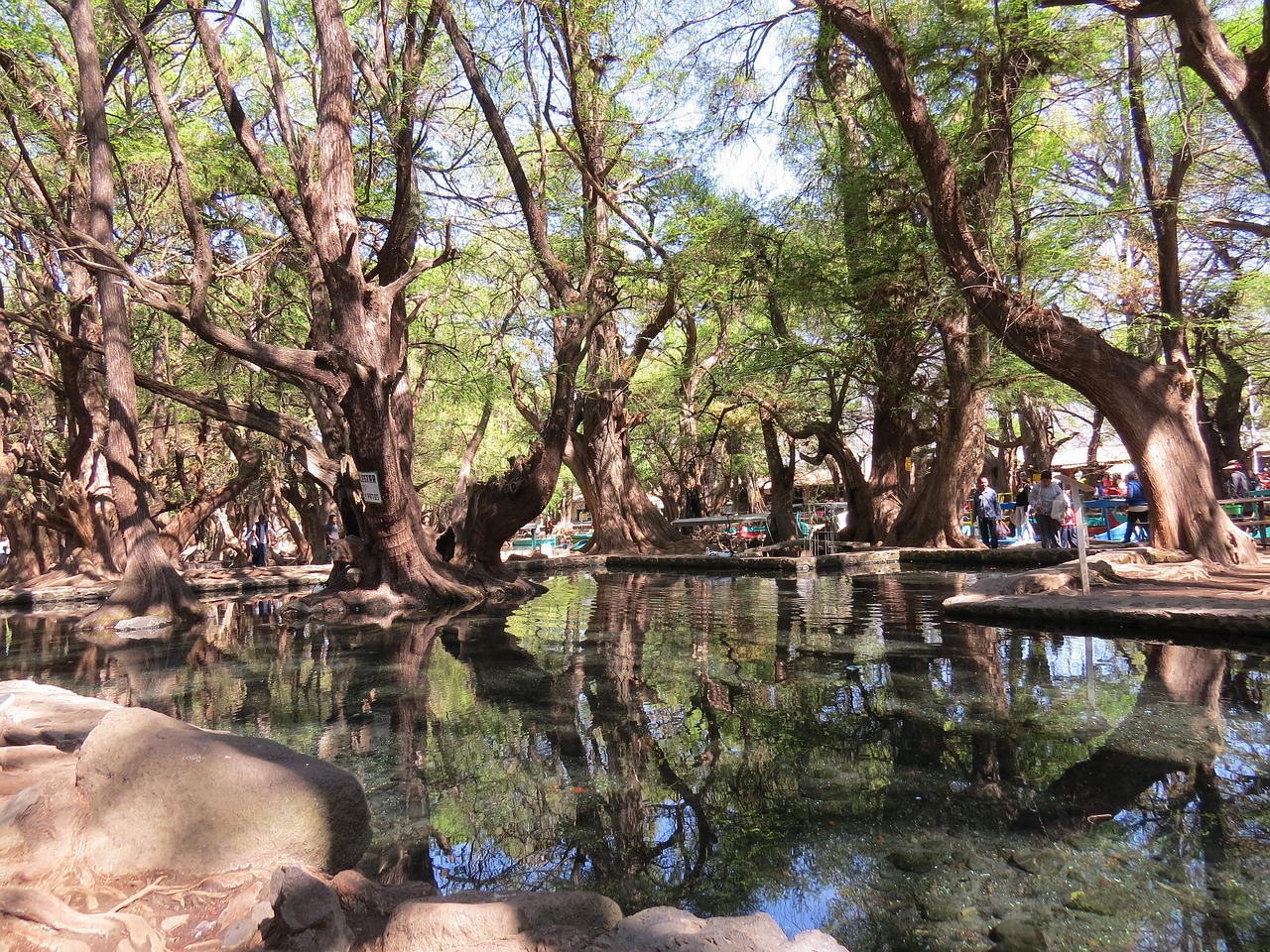 禅城园艺绿化的探索之旅，地址指引与生态体验  禅城园艺绿化地址