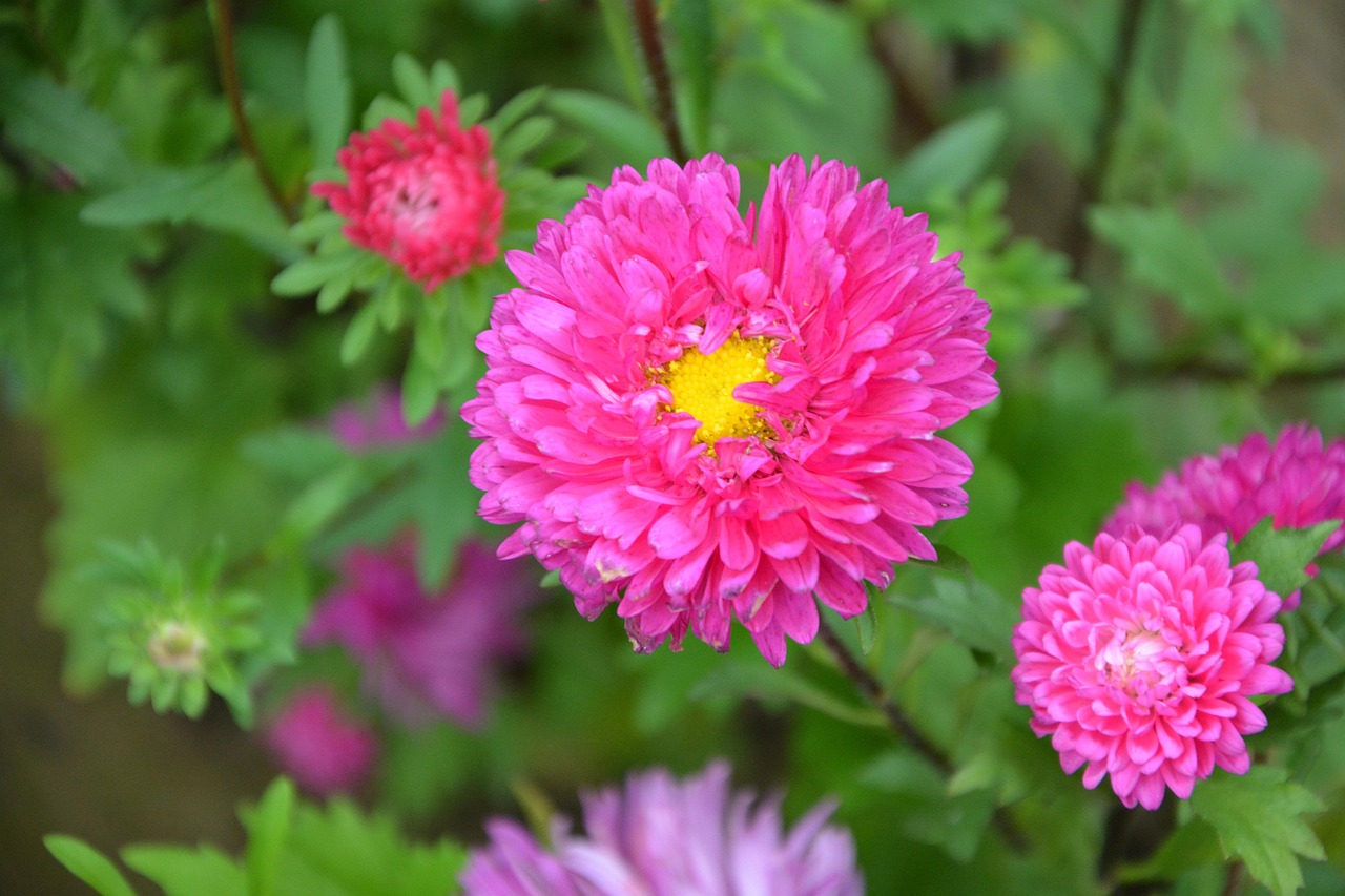 荔浦园林花卉，自然之美与艺术之韵的完美结合  荔浦园林花卉