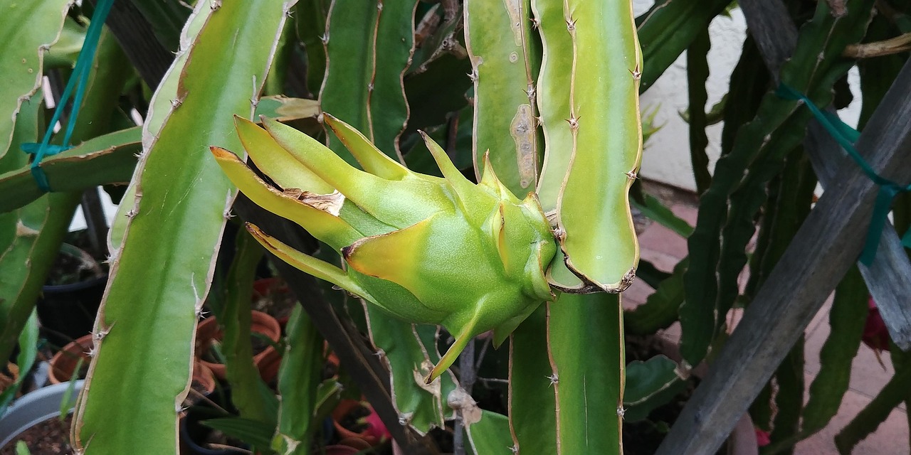 火龙果种植方法详解  火龙果种植方法