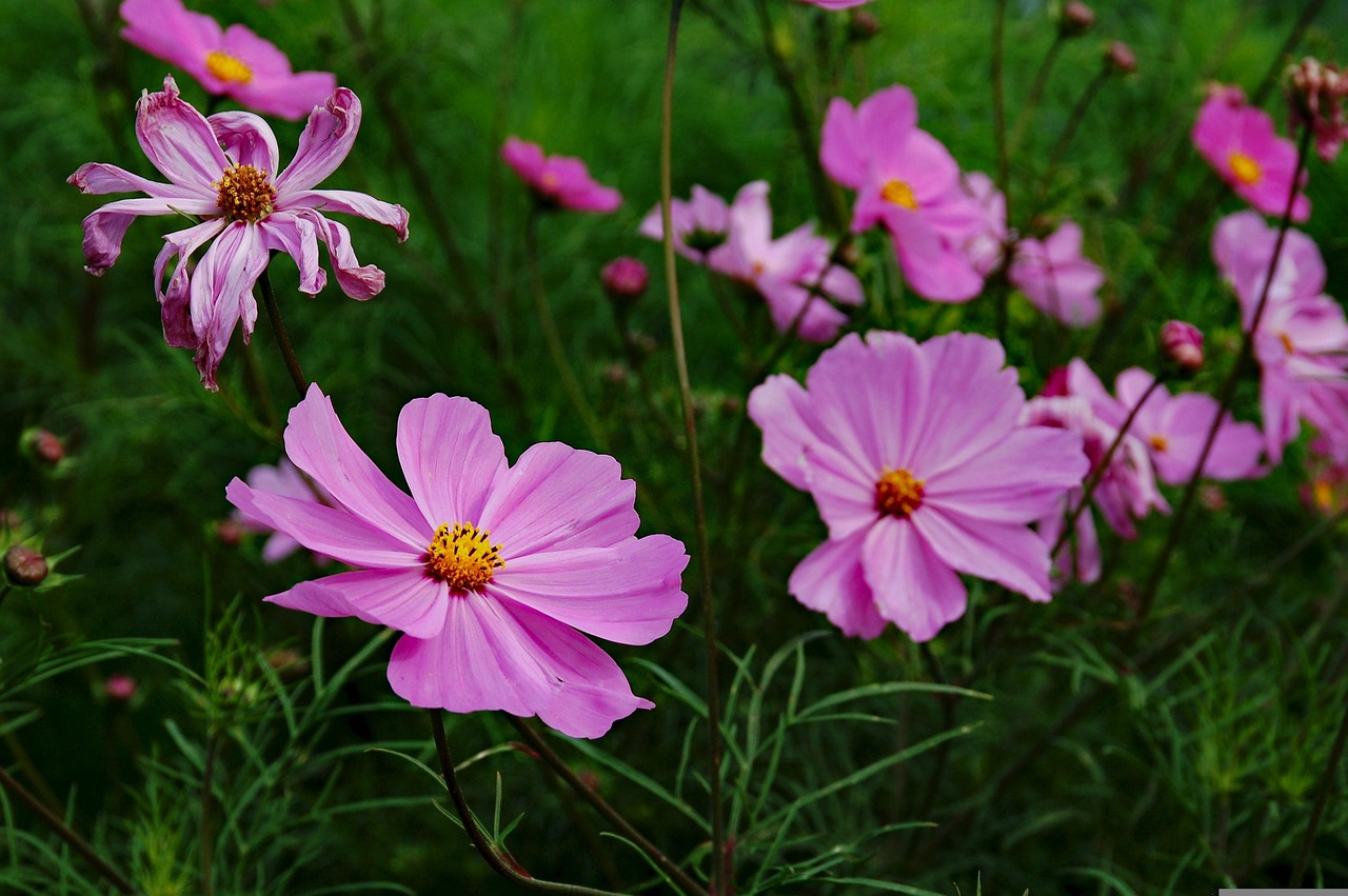 廊坊大厂花卉，绽放的繁荣与生态之美  廊坊大厂花卉