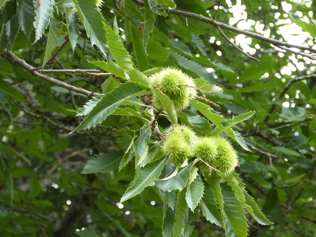 板栗树在庭院中的种植适宜性探讨  板栗树适合庭院种植吗