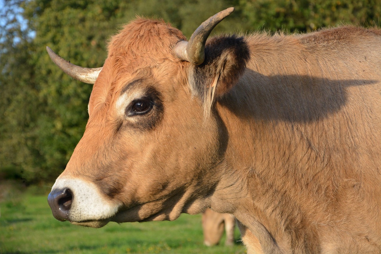 肉狗养殖，能否成为一项盈利业务？  肉狗养殖挣钱吗