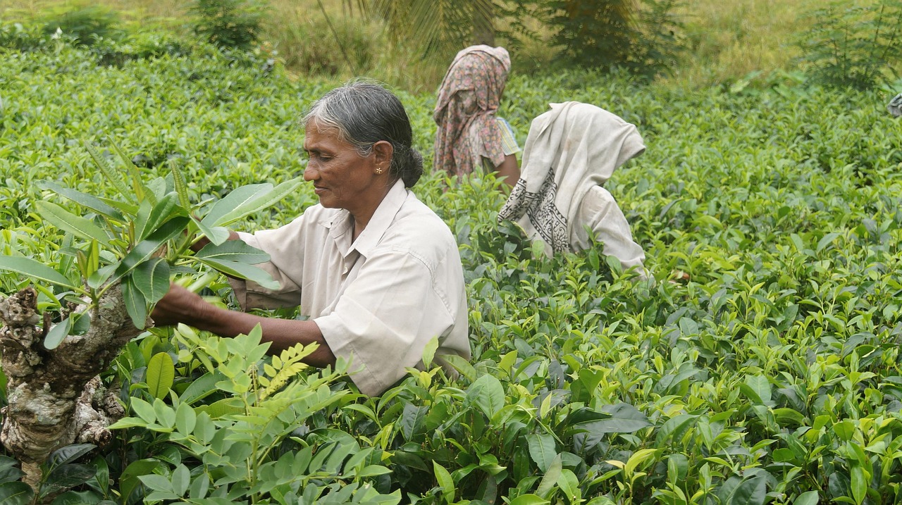 茶叶储存之道，如何妥善保存茶叶以防烂根  茶叶怎样放不会烂根