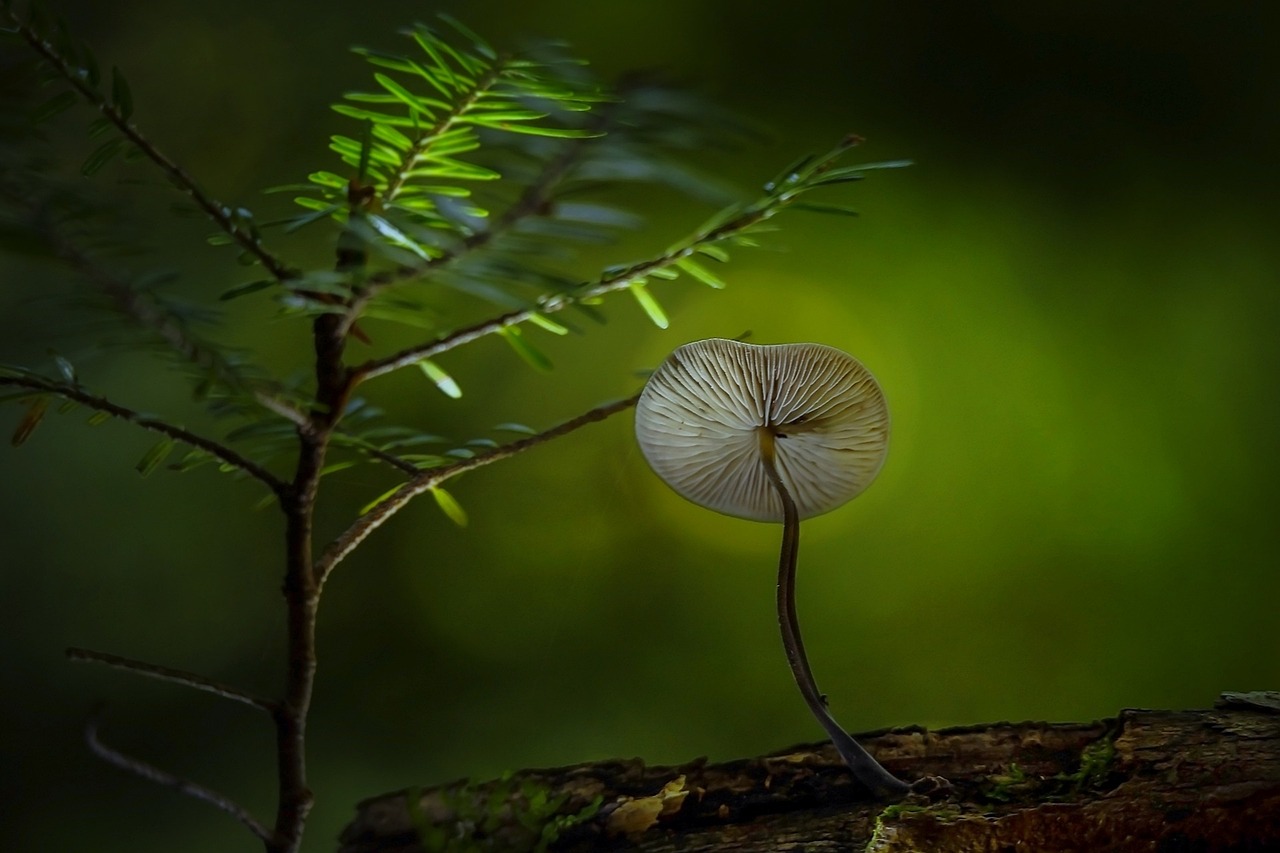 沉醉花世界，一时忘了时光——看花卉忘了  看花卉忘了