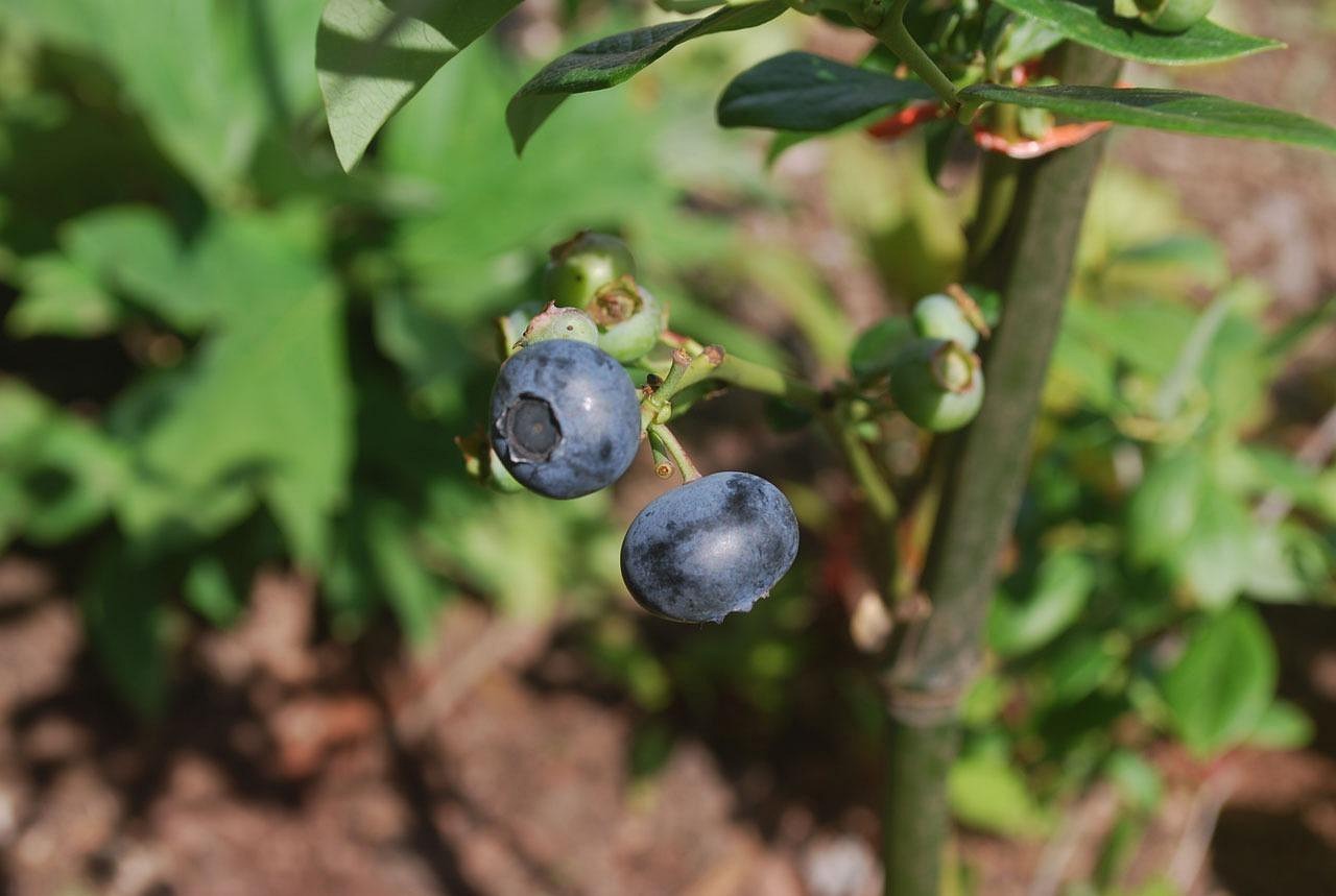 枸杞种植环境与条件  枸杞种植环境与条件