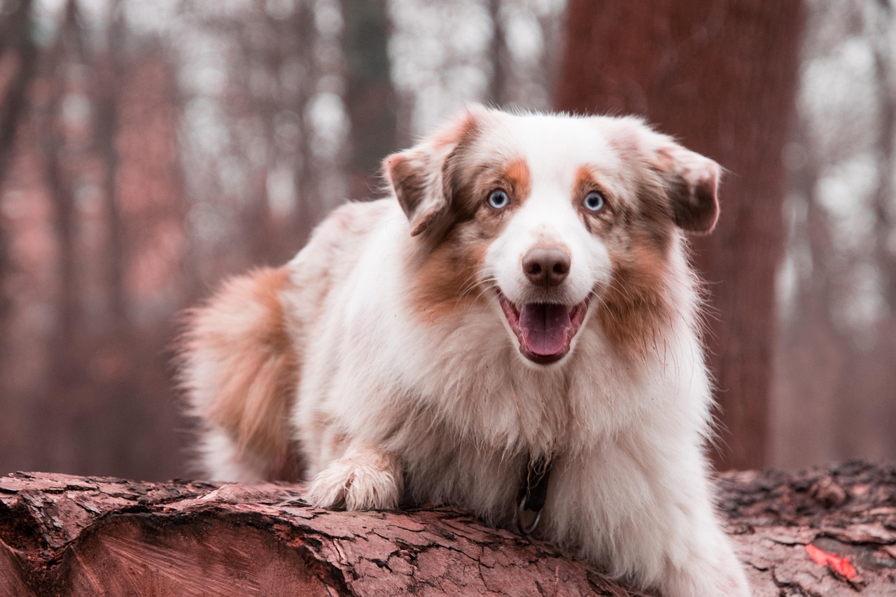 牧羊犬养殖基地，探索与培育优质牧羊犬的乐园  牧羊犬养殖基地